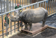 FEATURE - Gewichts Inventar im Whipsnade Zoo