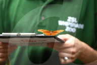 FEATURE - Gewichts Inventar im Whipsnade Zoo