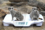 FEATURE - Gewichts Inventar im Whipsnade Zoo