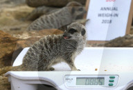 FEATURE - Gewichts Inventar im Whipsnade Zoo