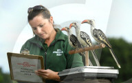 FEATURE - Gewichts Inventar im Whipsnade Zoo