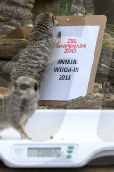 FEATURE - Gewichts Inventar im Whipsnade Zoo