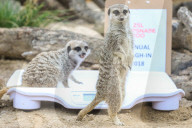 FEATURE - Gewichts Inventar im Whipsnade Zoo