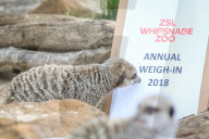FEATURE - Gewichts Inventar im Whipsnade Zoo