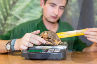 FEATURE - Gewichts Inventar im Whipsnade Zoo