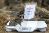 FEATURE - Gewichts Inventar im Whipsnade Zoo