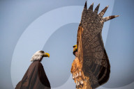 NEWS - Kanada: Ornithologen Kongress in Vancouver
