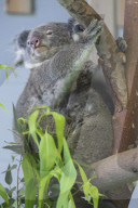 FEATURE - Koalas im Hongshan Forest Zoo 