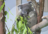 FEATURE - Koalas im Hongshan Forest Zoo 