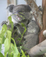 FEATURE - Koalas im Hongshan Forest Zoo 
