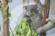 FEATURE - Koalas im Hongshan Forest Zoo 