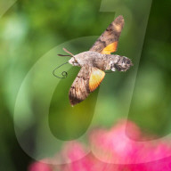 FEATURE - Ein Schwärmer bei der Nahrungssuche