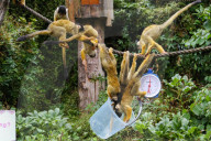 FEATURE - Jährlicher Wägetermin im London Zoo