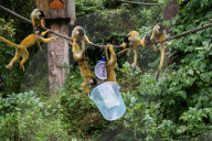 FEATURE - Jährlicher Wägetermin im London Zoo