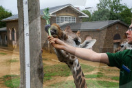 FEATURE - Jährlicher Wägetermin im London Zoo