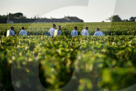 NEWS - Beginn der Weinlese Im Medoc