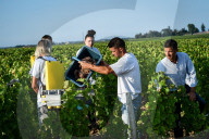 NEWS - Beginn der Weinlese Im Medoc