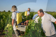NEWS - Beginn der Weinlese Im Medoc