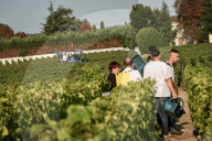 NEWS - Beginn der Weinlese Im Medoc