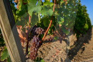 NEWS - Beginn der Weinlese Im Medoc