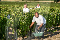 NEWS - Beginn der Weinlese Im Medoc