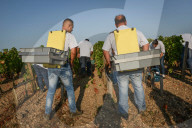 NEWS - Beginn der Weinlese Im Medoc