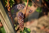 NEWS - Beginn der Weinlese Im Medoc