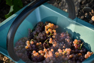 NEWS - Beginn der Weinlese Im Medoc