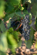 NEWS - Beginn der Weinlese Im Medoc