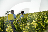 NEWS - Beginn der Weinlese Im Medoc