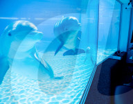 FEATURE - Geburts eines Delphins im The Mirage Resort, Las Vegas