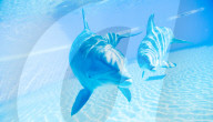 FEATURE - Geburts eines Delphins im The Mirage Resort, Las Vegas