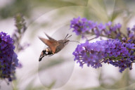 FEATURE - Faszierend: Kolibri holt sich Nektar