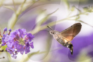 FEATURE - Faszierend: Kolibri holt sich Nektar