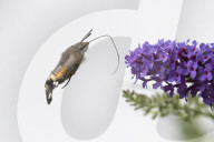 FEATURE - Faszierend: Kolibri holt sich Nektar