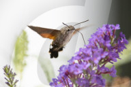 FEATURE - Faszierend: Kolibri holt sich Nektar