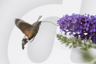 FEATURE - Faszierend: Kolibri holt sich Nektar