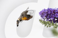 FEATURE - Faszierend: Kolibri holt sich Nektar
