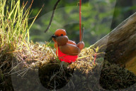 FEATURE - Komische Vögel