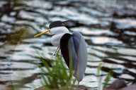 FEATURE - Komische Vögel