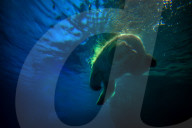 FEATURE - Eisbär im Sao Paulo Aquarium