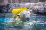 FEATURE - Eisbär im Sao Paulo Aquarium
