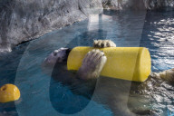 FEATURE - Eisbär im Sao Paulo Aquarium