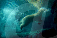 FEATURE - Eisbär im Sao Paulo Aquarium