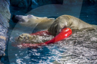 FEATURE - Eisbär im Sao Paulo Aquarium