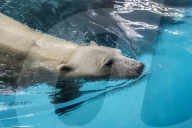 FEATURE - Eisbär im Sao Paulo Aquarium