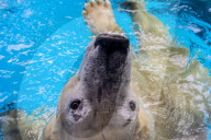 FEATURE - Eisbär im Sao Paulo Aquarium