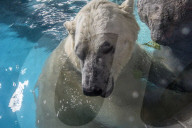 FEATURE - Eisbär im Sao Paulo Aquarium