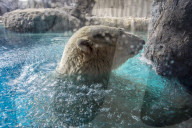 FEATURE - Eisbär im Sao Paulo Aquarium