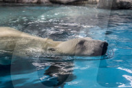 FEATURE - Eisbär im Sao Paulo Aquarium